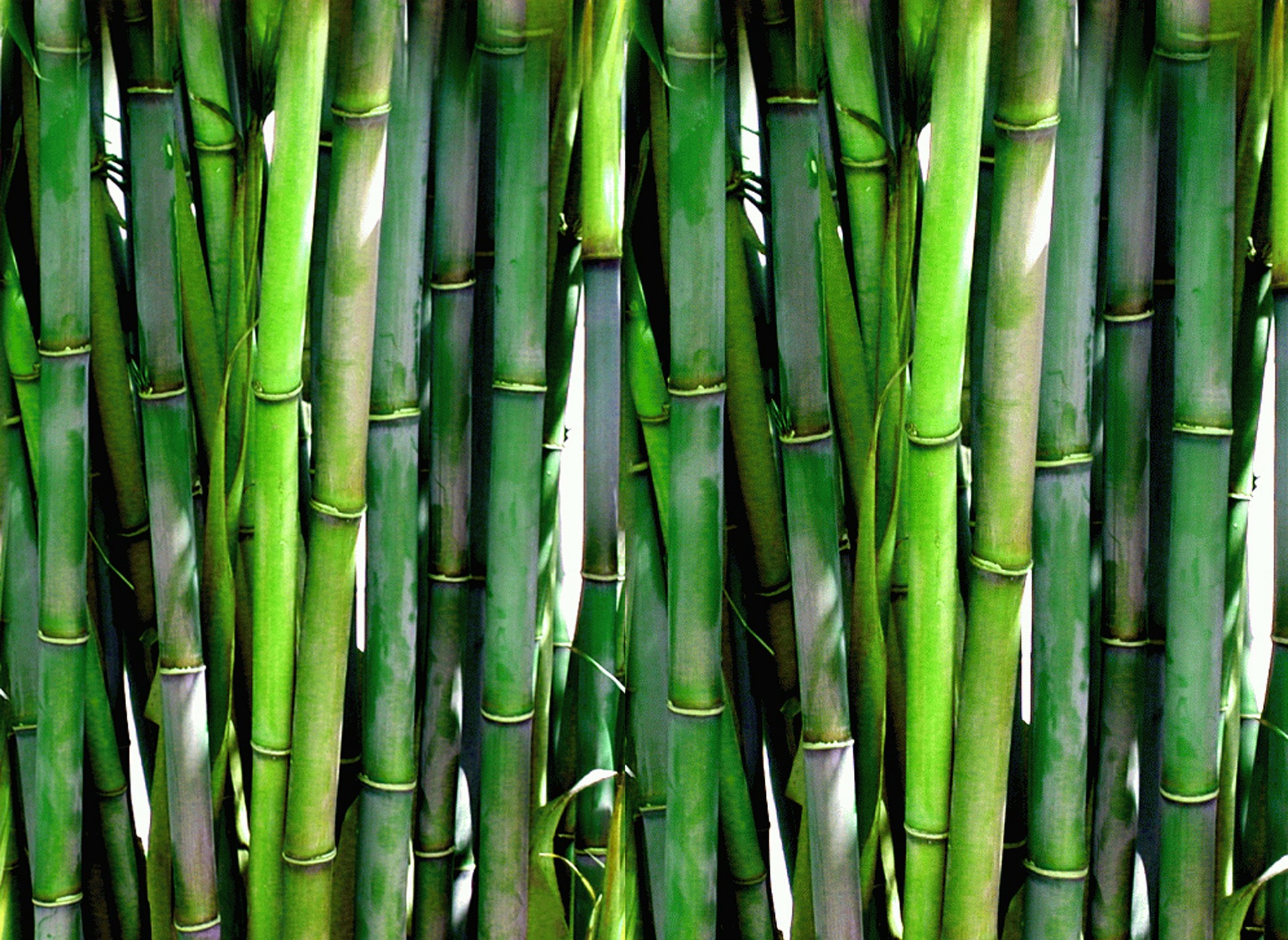 Bambusz promóciós ajándékok